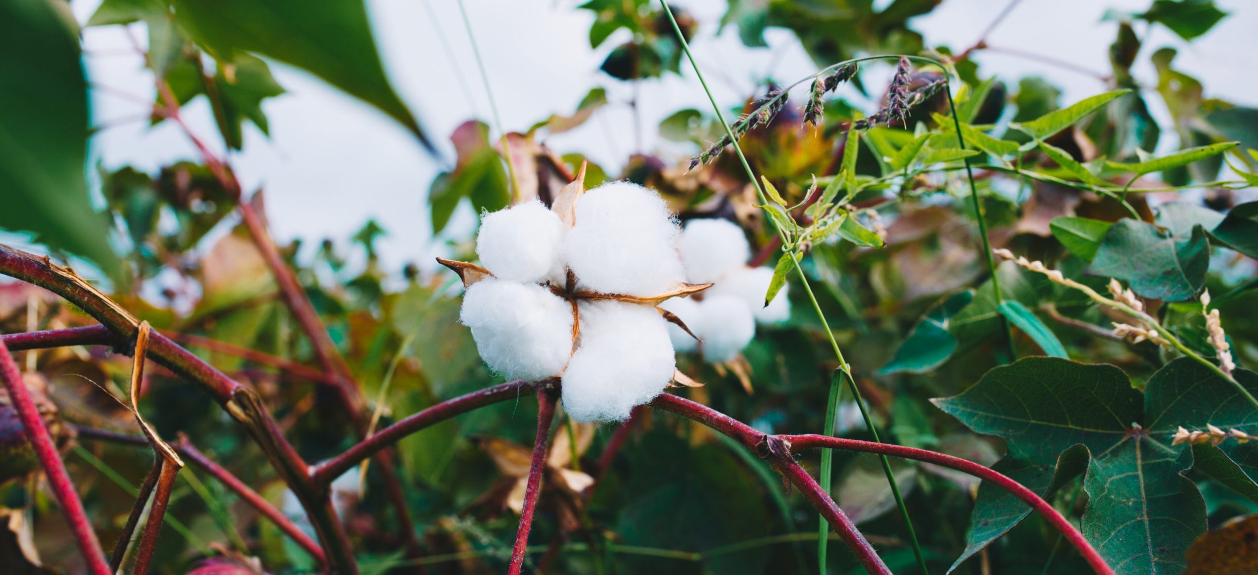 Indian Cotton | Best Indian Cotton Industry